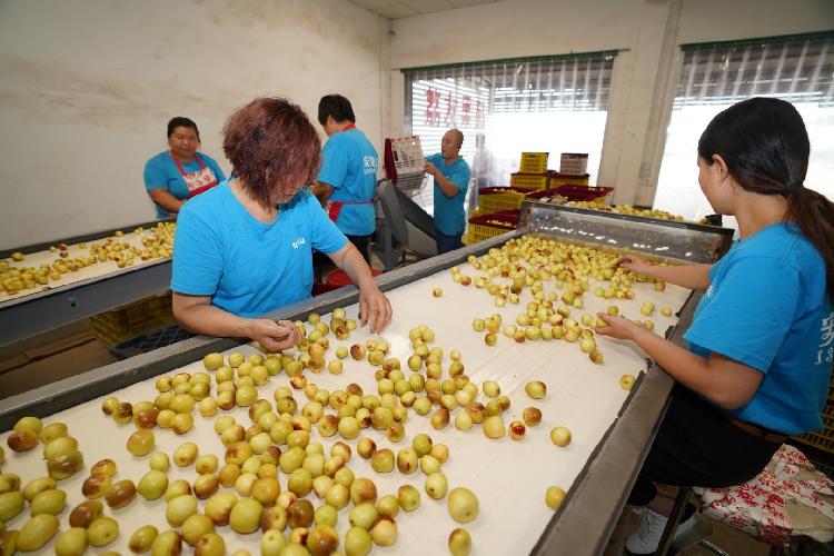 陕西农业|全面保障大荔冬枣高颜值高品质 大荔农检中心跟踪农产品安全质量