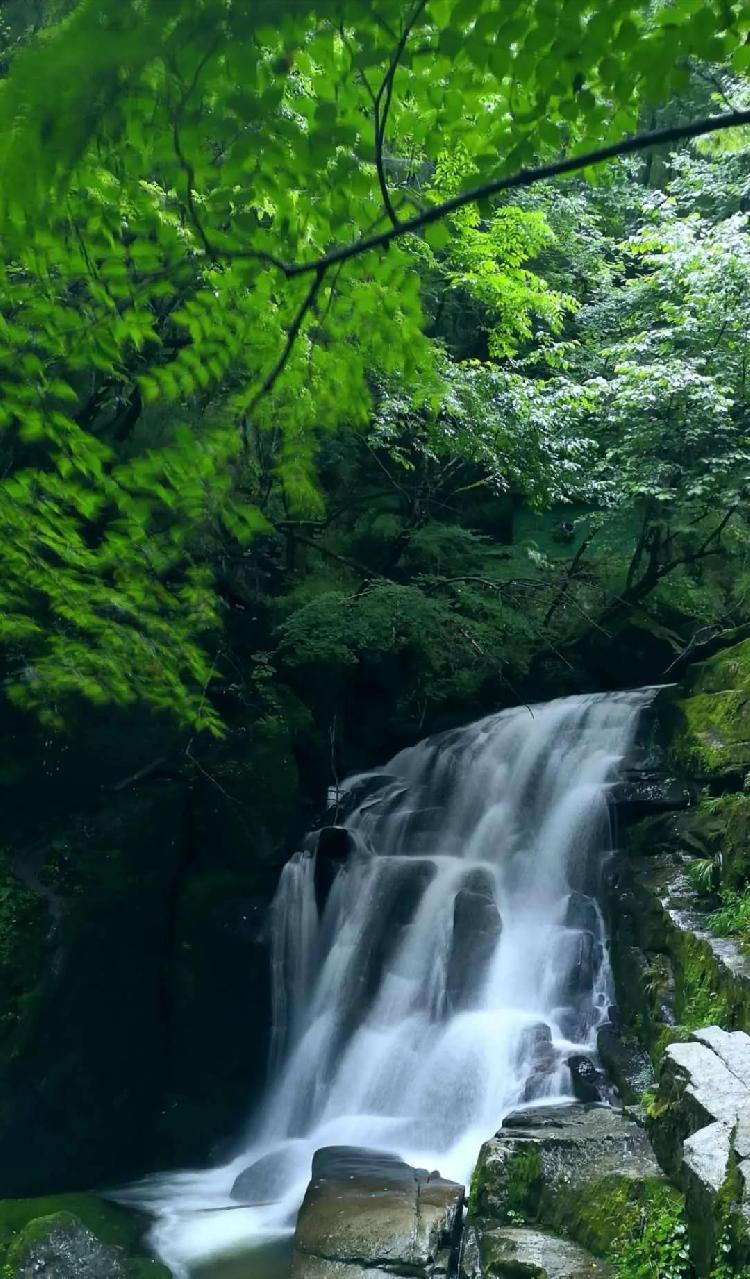 陕西旅游|千人瑜伽惊艳首届木王森林瑜伽节