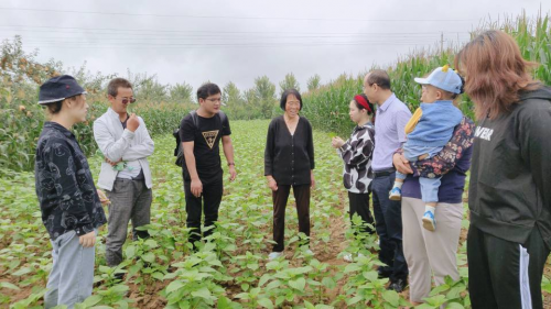 彭水县|紫苏产业发展小记 彭水紫苏获政府财政支持553万元