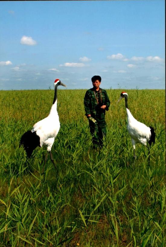 这是徐秀娟的弟弟徐建峰在扎龙自然保护区工作的场景（资料照片）。新华社发