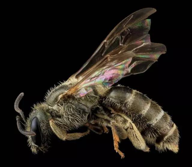 切叶蜂在筑巢特性上同壁蜂很像,只是它们会选择用树叶封闭巢穴