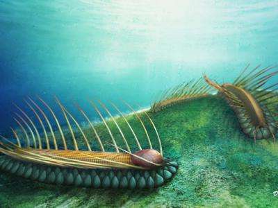 古生物学者发现518亿年前海底毛毛虫