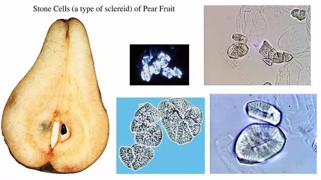 梨的石细胞手绘图注释图片