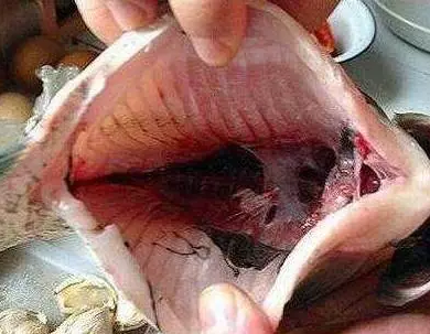 鱼肚子里的黑膜有毒？