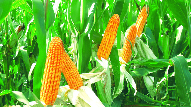 气候变暖可增加全球玉米歉收概率