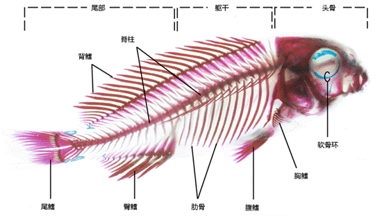 鲫鱼鱼刺分布图图片