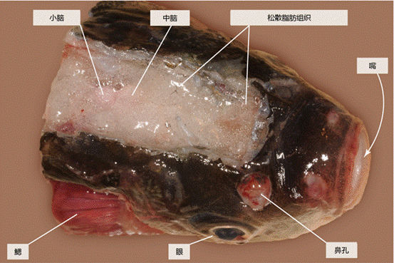 鲫鱼的内部结构图图片