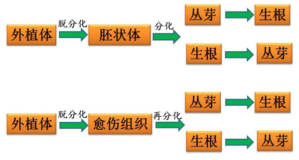 植物组织培养技术过程图片