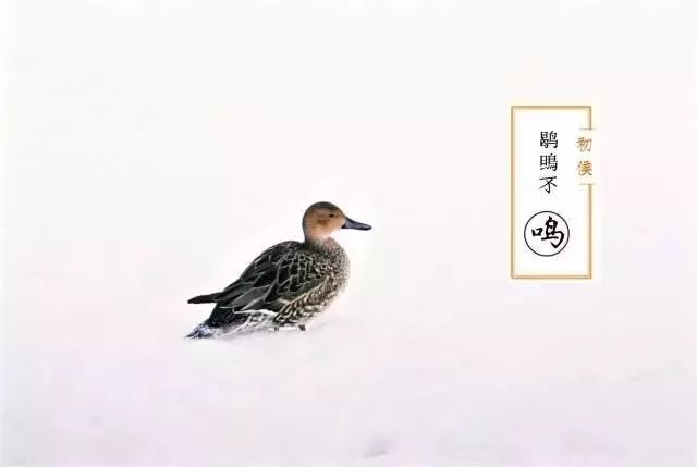 鹅毛大雪的意思图片