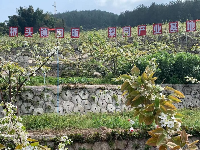 画里画外话长江 待到漫山梨花开还来石柱田畈逛梨园