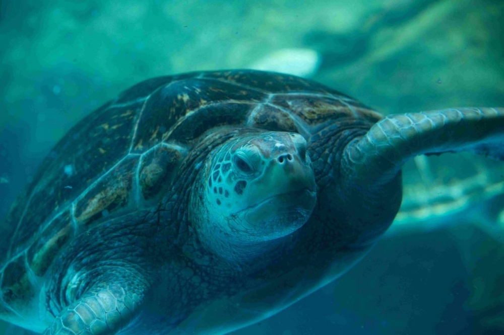 十大濒危海洋动物图片