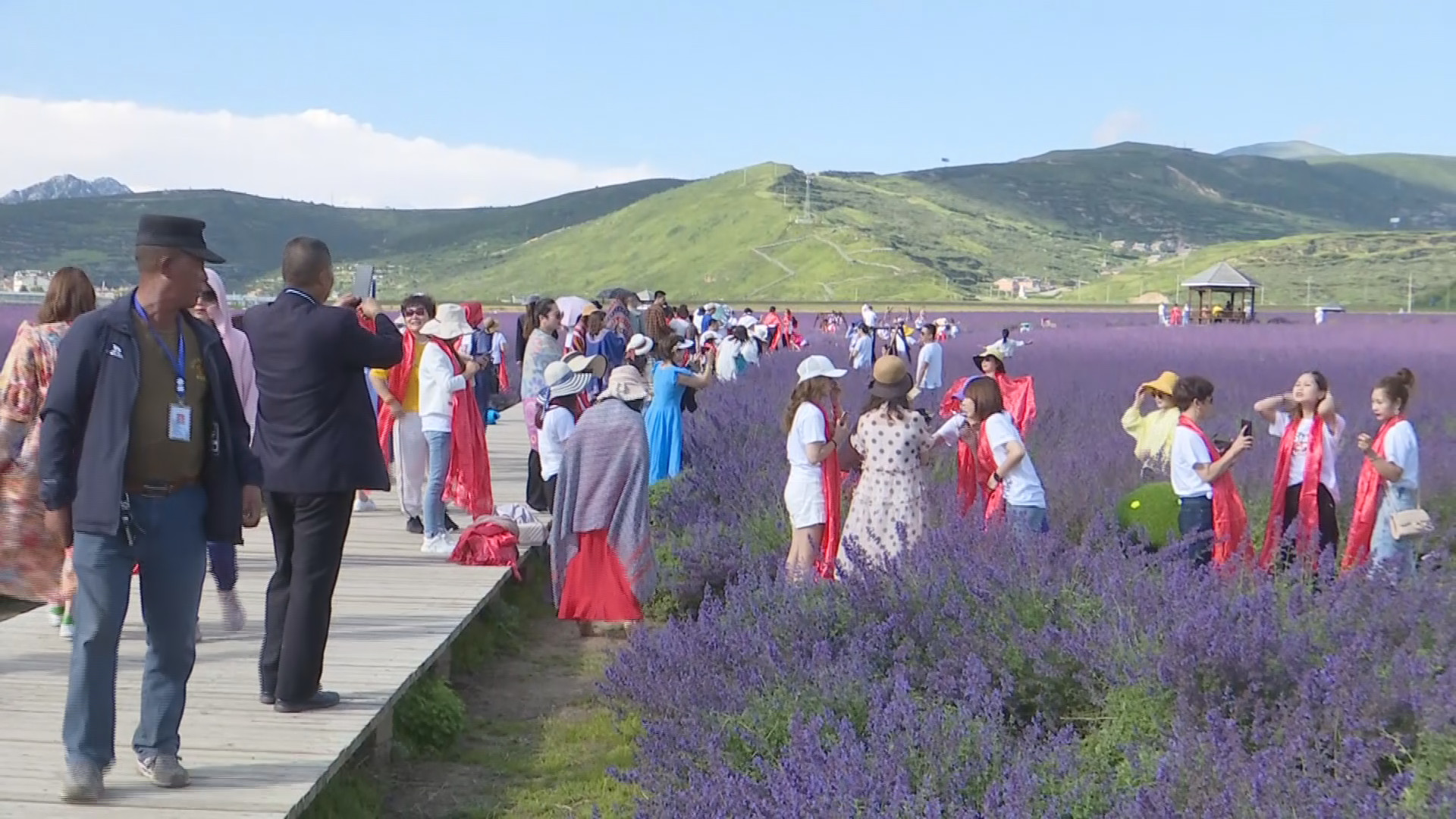 薰衣草基地|【旅游】全国各地游客络绎不绝来到松潘薰衣草基地避暑纳凉