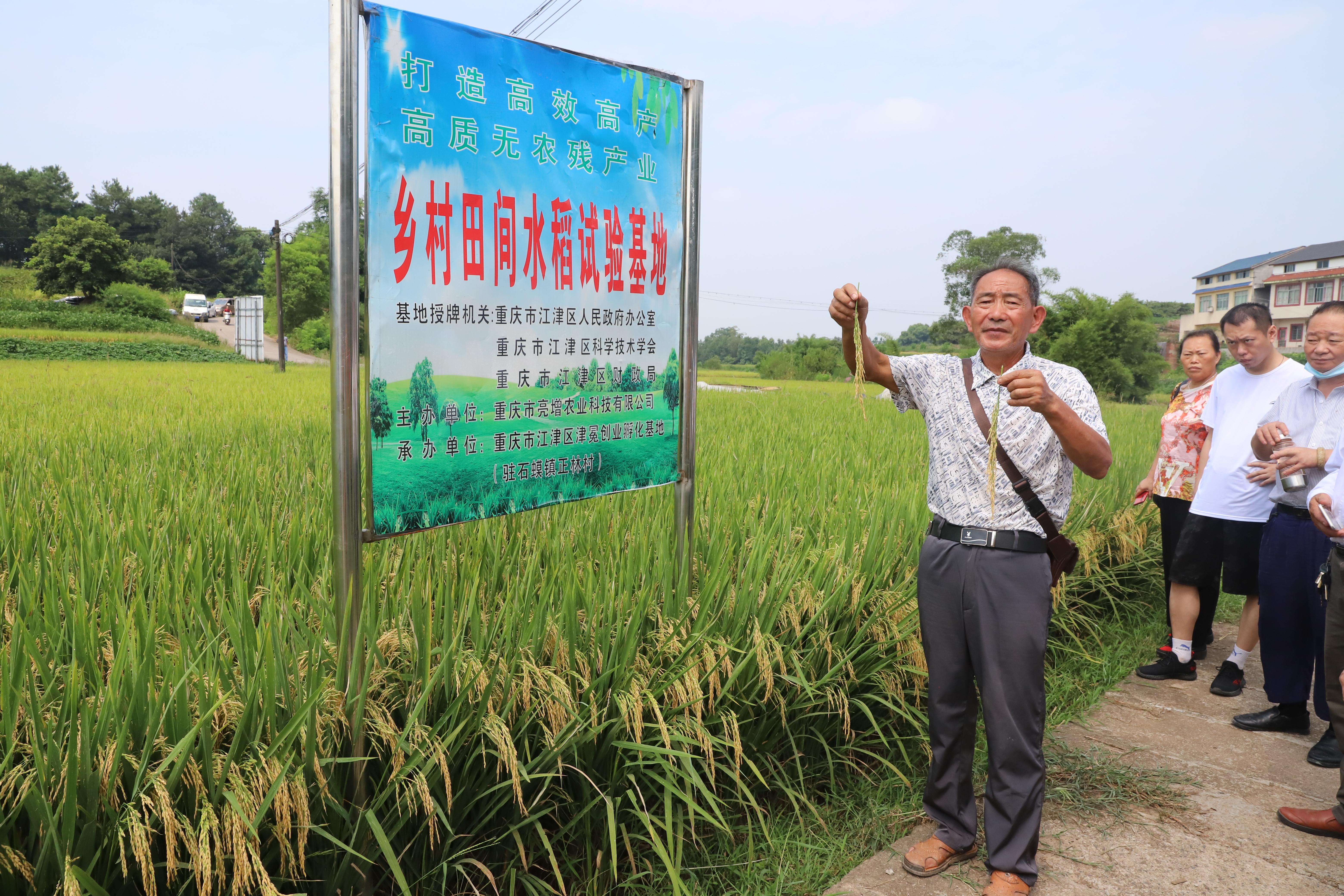 粮食|多200公斤！石蟆高效种植走出新“稻”路