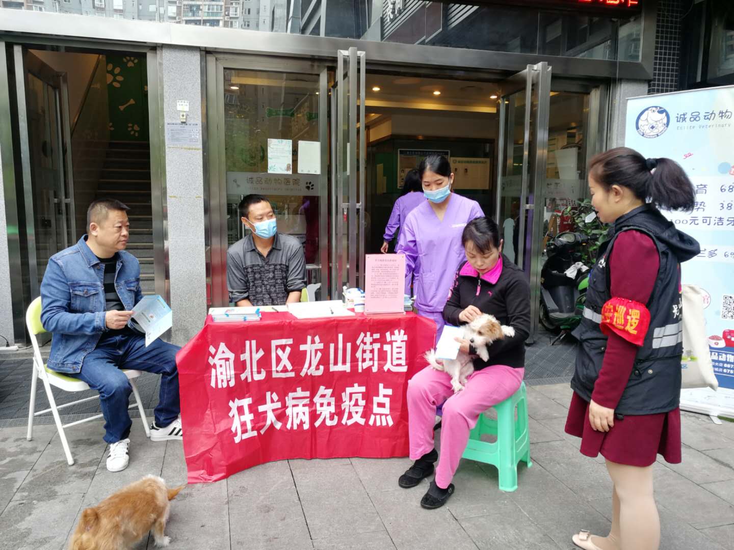 龙山街道银桦路社区   狂犬病     免疫注射活动|动物免疫要做牢，健康环境更美好