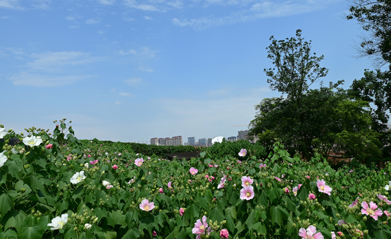 國慶遇到中秋,成都市植物園8大免費活動帶你耍翻天