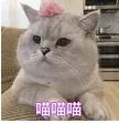 诈骗|养猫骗局！6000多人被骗了1个多亿！