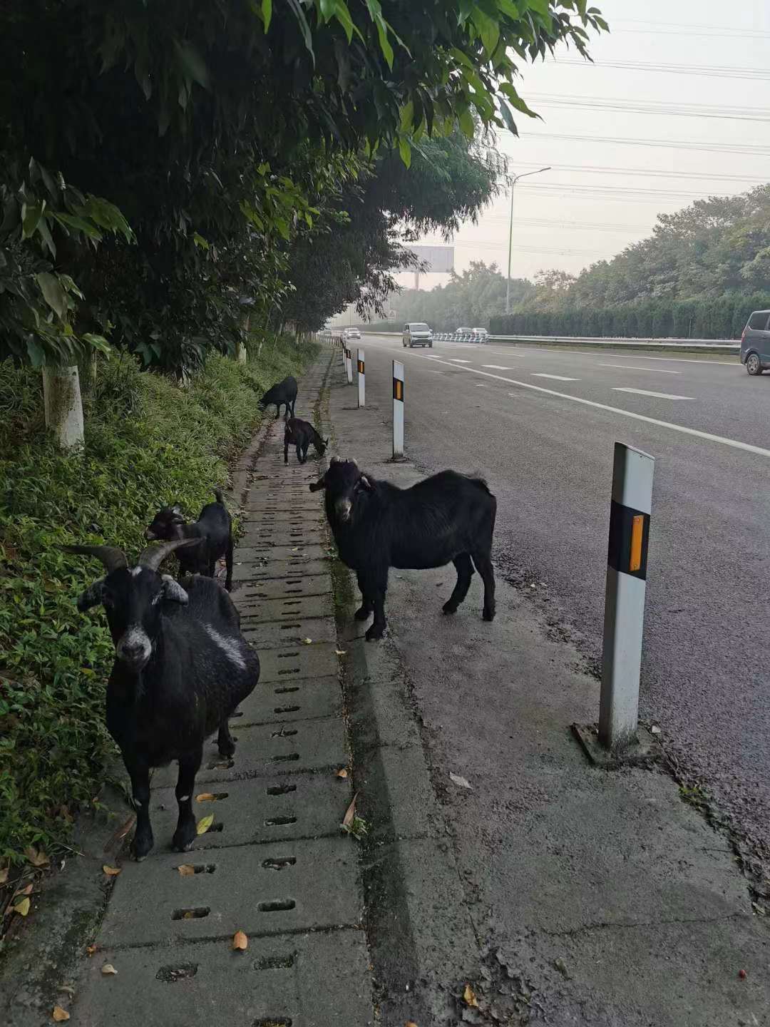 安全隐患|高速路上惊现一群黑山羊，民警及时处理排除安全隐患