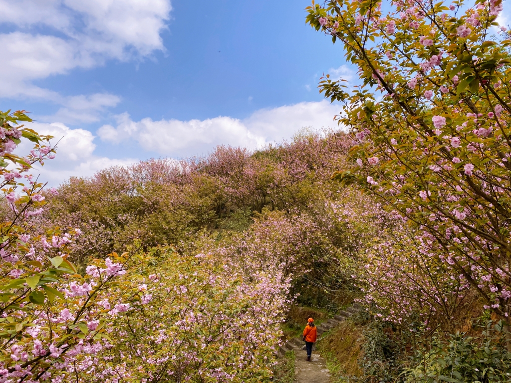 巴南区鱼洞樱花山公园图片