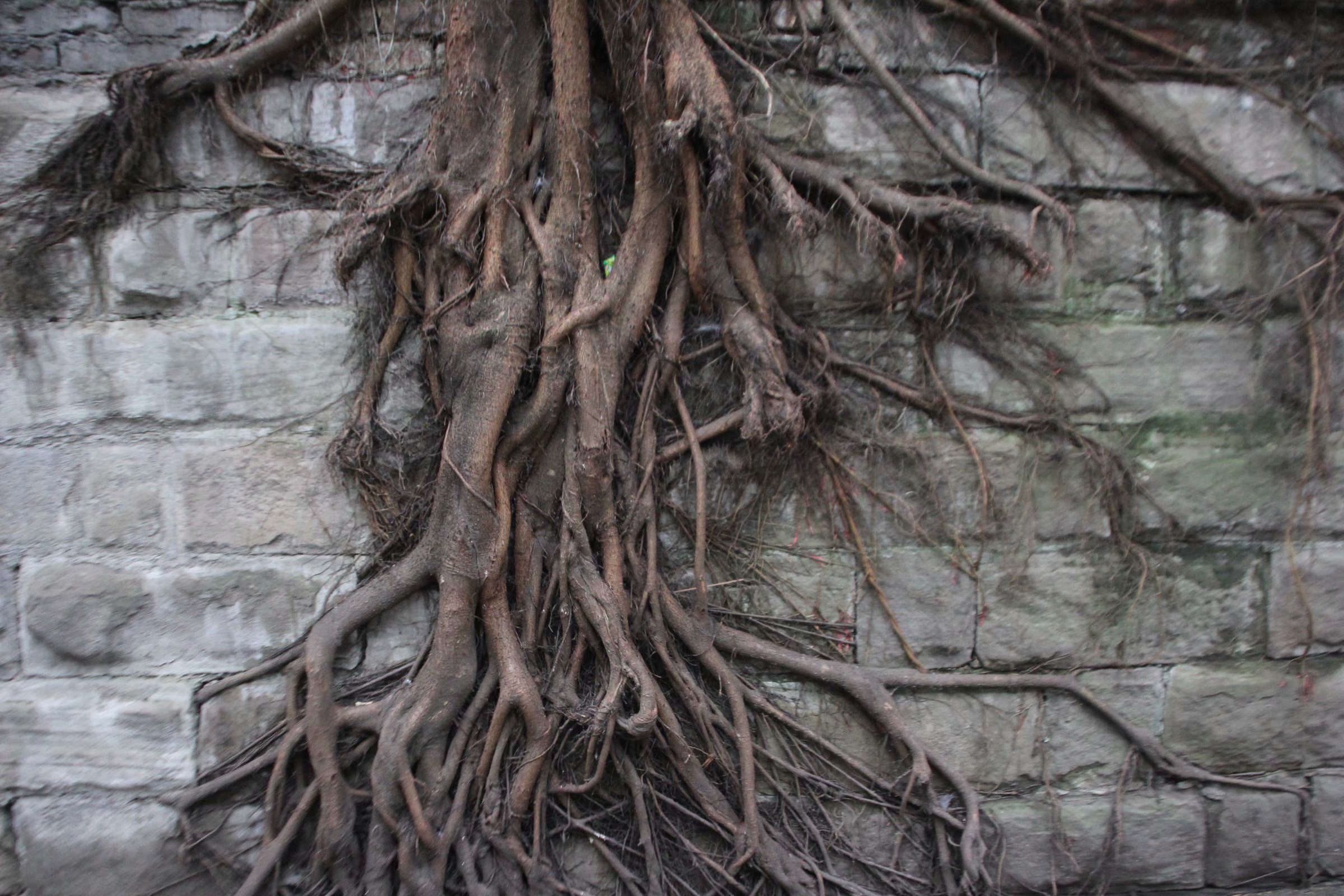 重庆街头现百年老树,石墙上长出数棵树根悬在空中枝繁叶茂