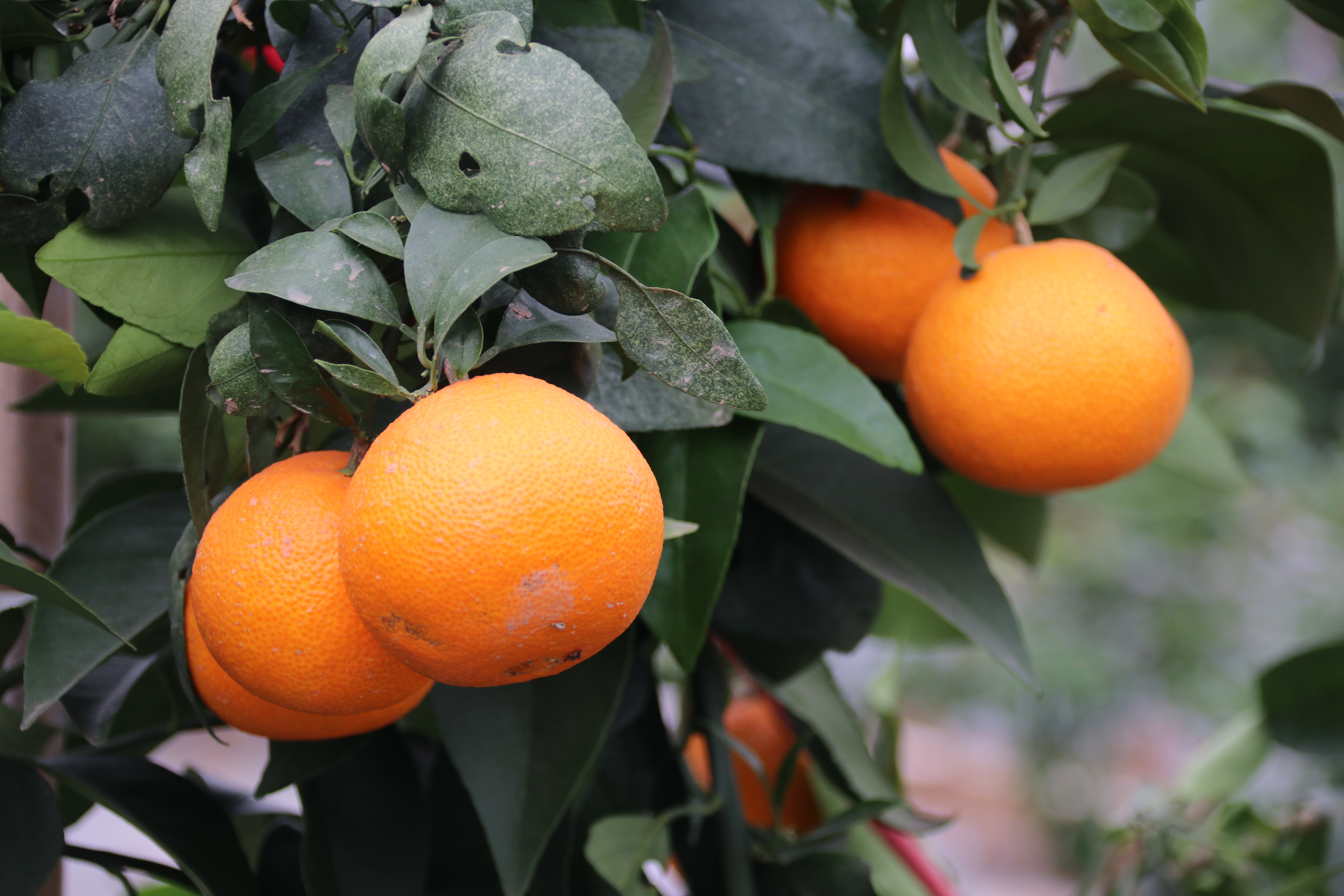 成熟的橘红果的图片图片