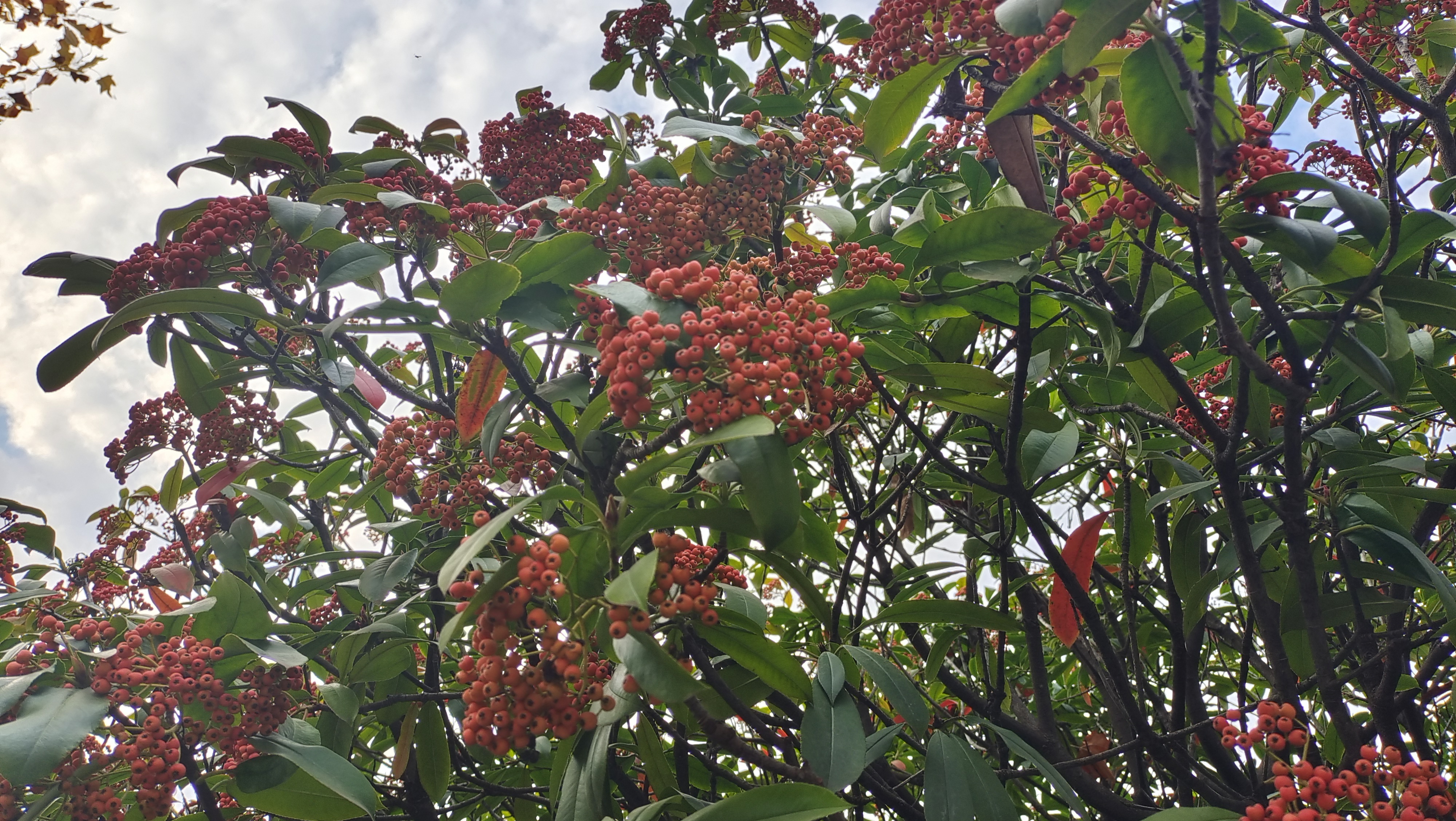 石楠花的果子图片