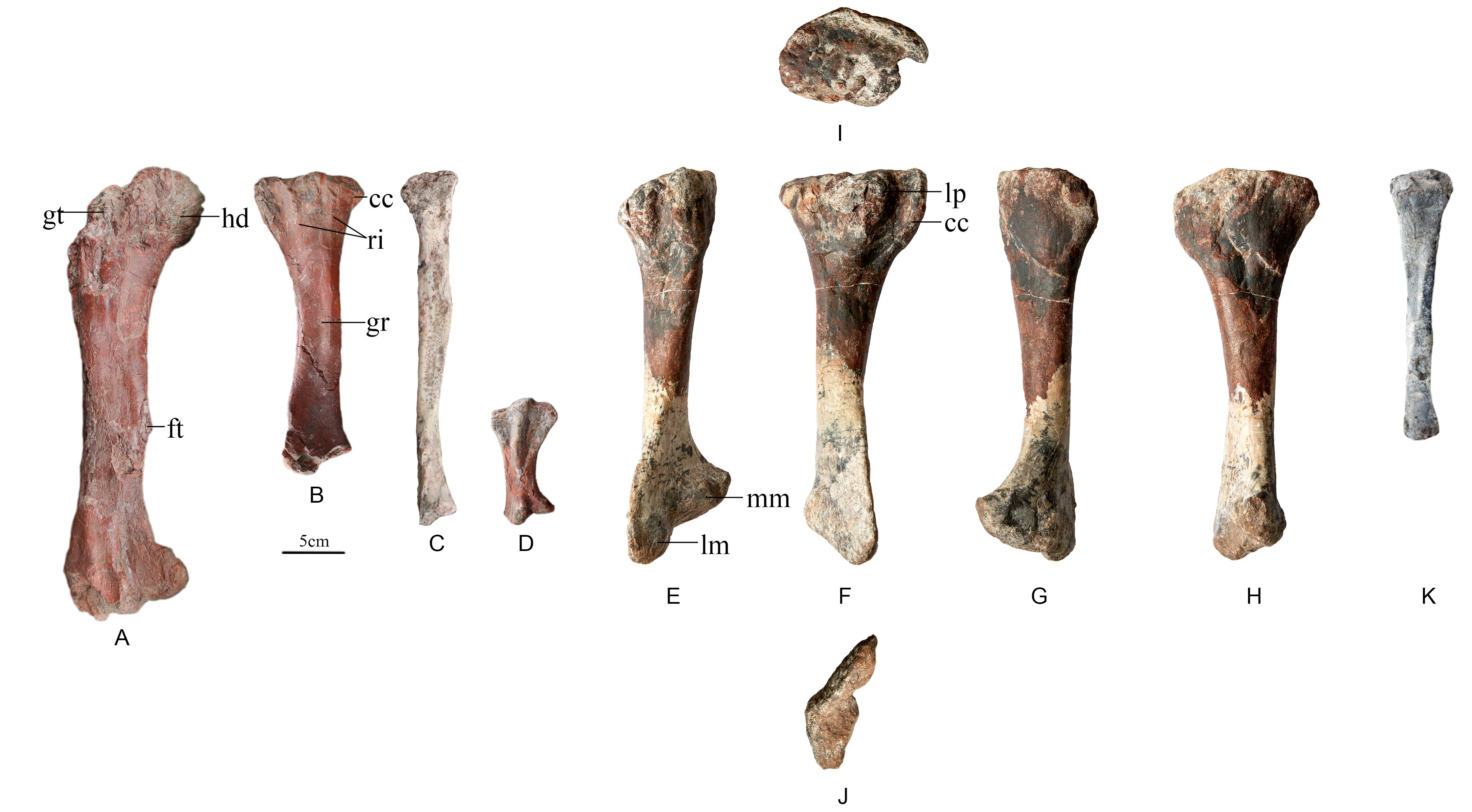 重庆云阳发现亚洲最古老的剑龙化石02距今169亿年
