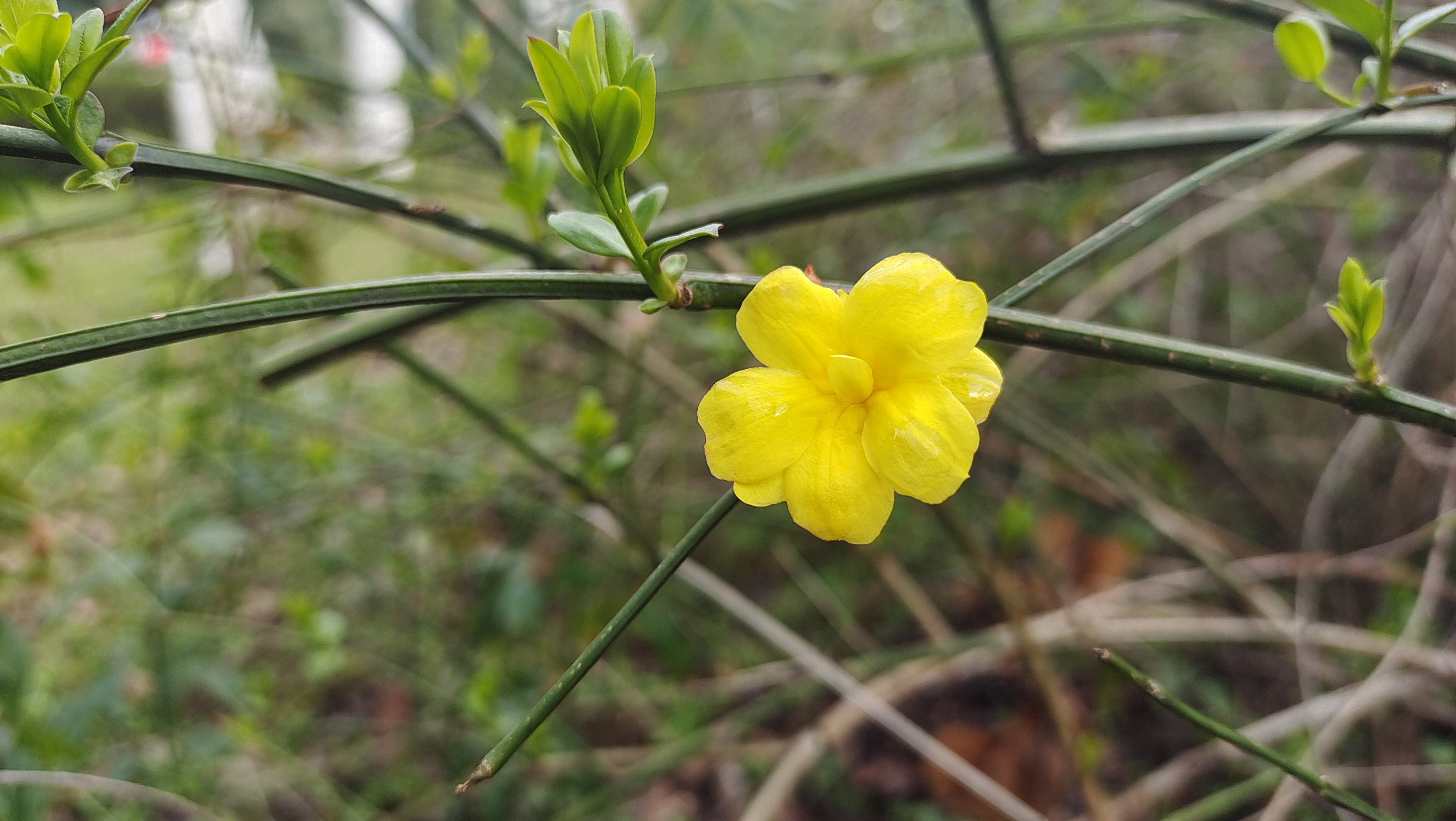 美丽吉安之赏花系列野迎春花开迷人