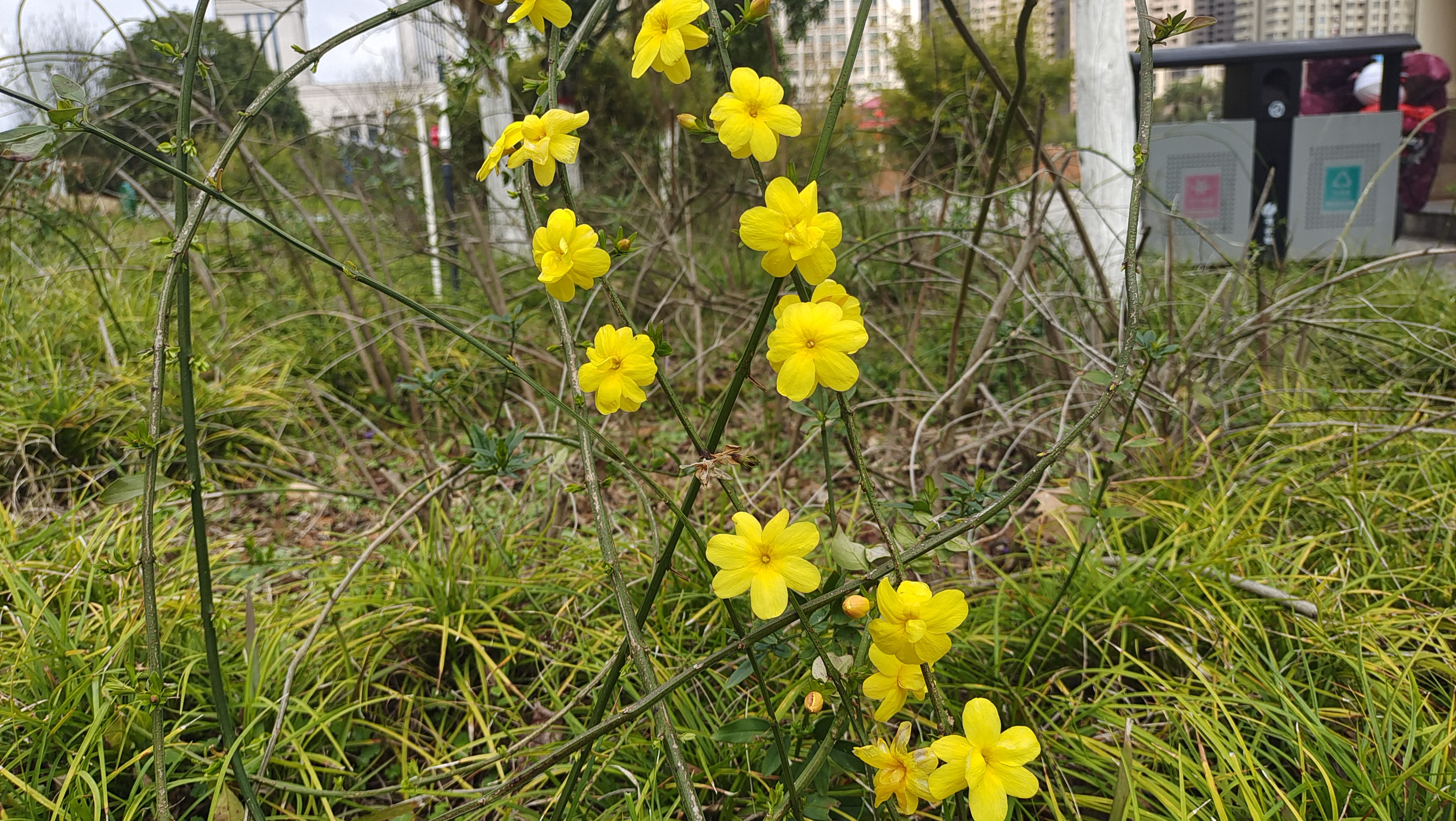 美丽吉安之赏花系列野迎春花开迷人