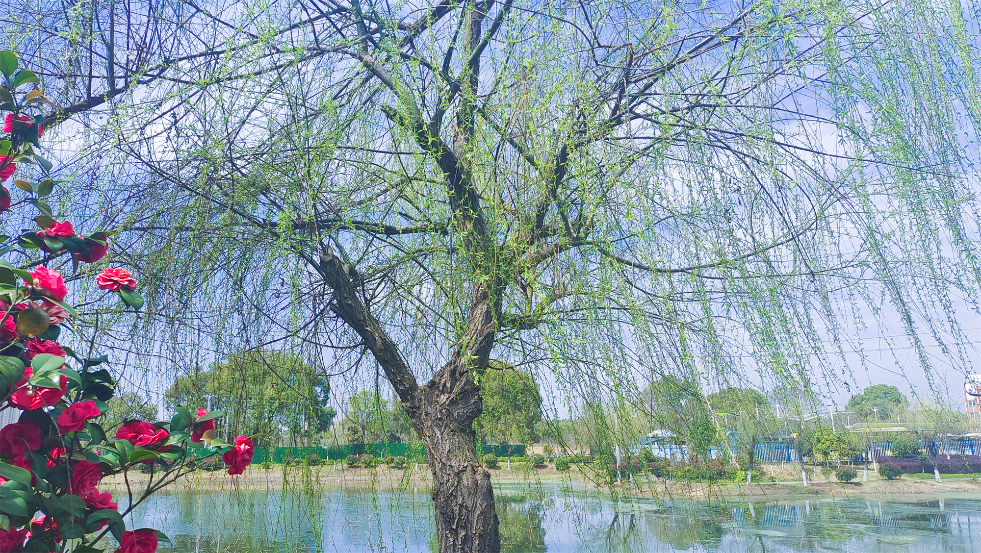 春天的变化柳树图片