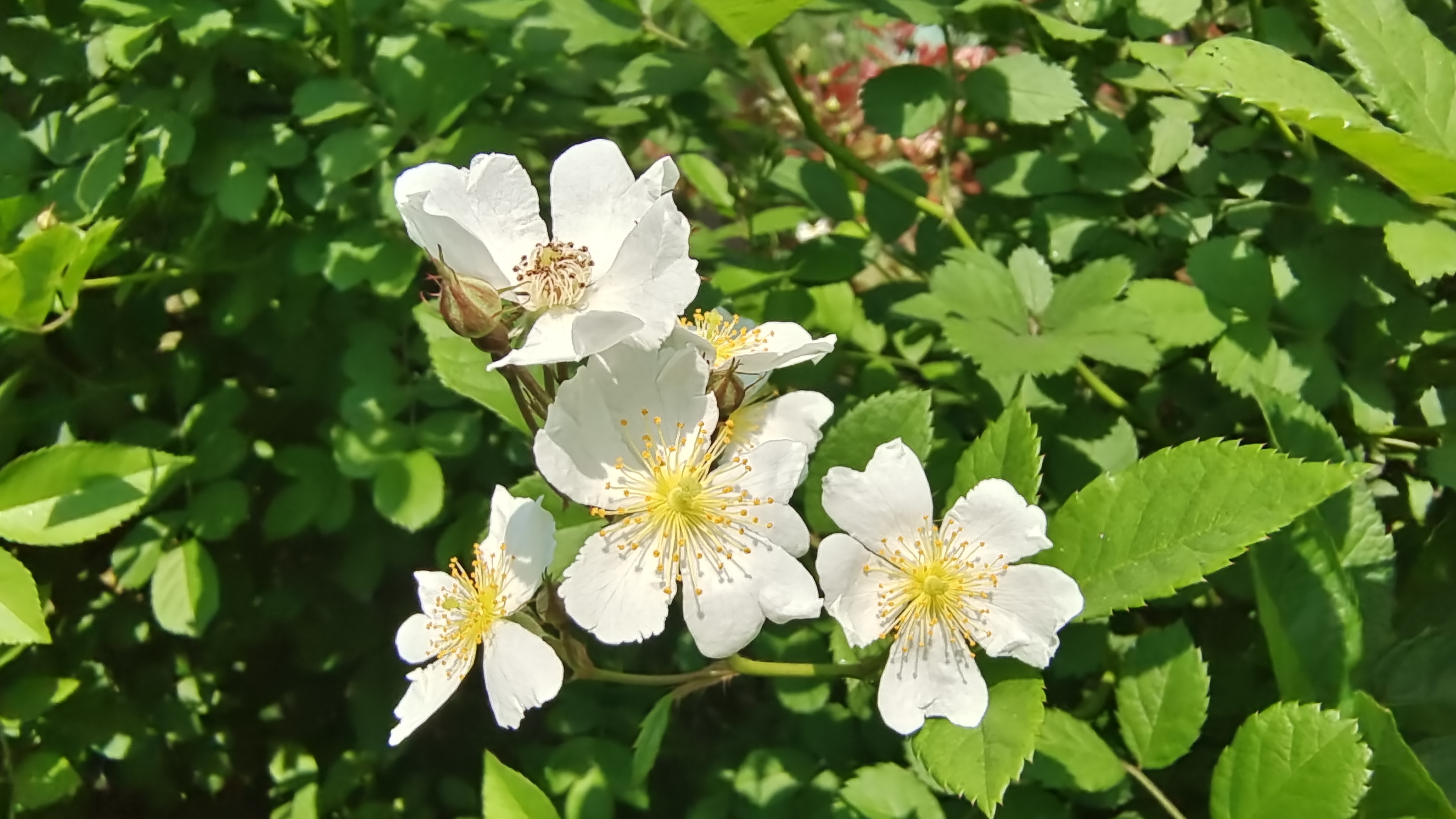 美丽吉安之赏花系列:白色野蔷薇花开烂漫