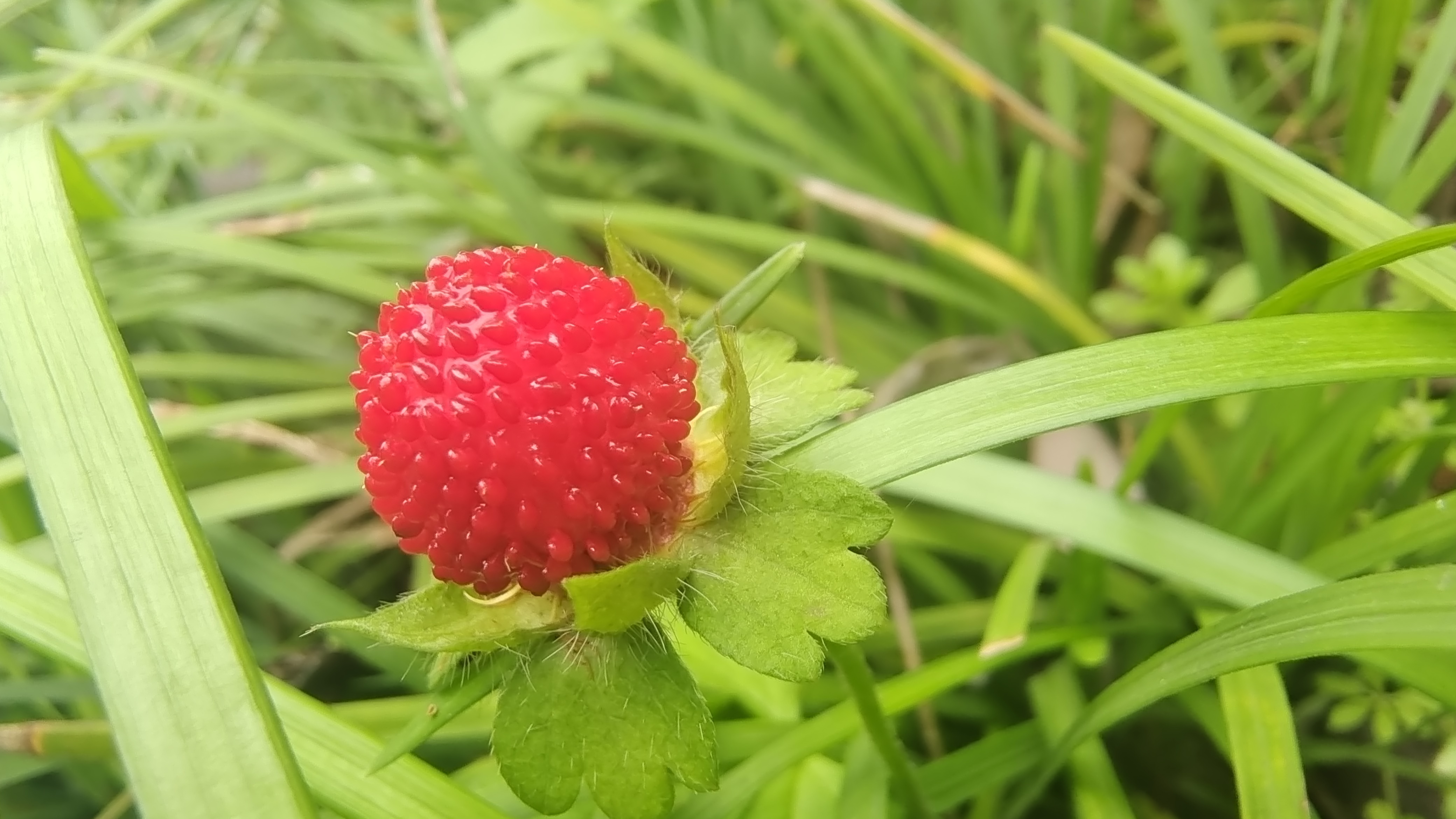 蛇莓,一种红红的果实,你见过吗