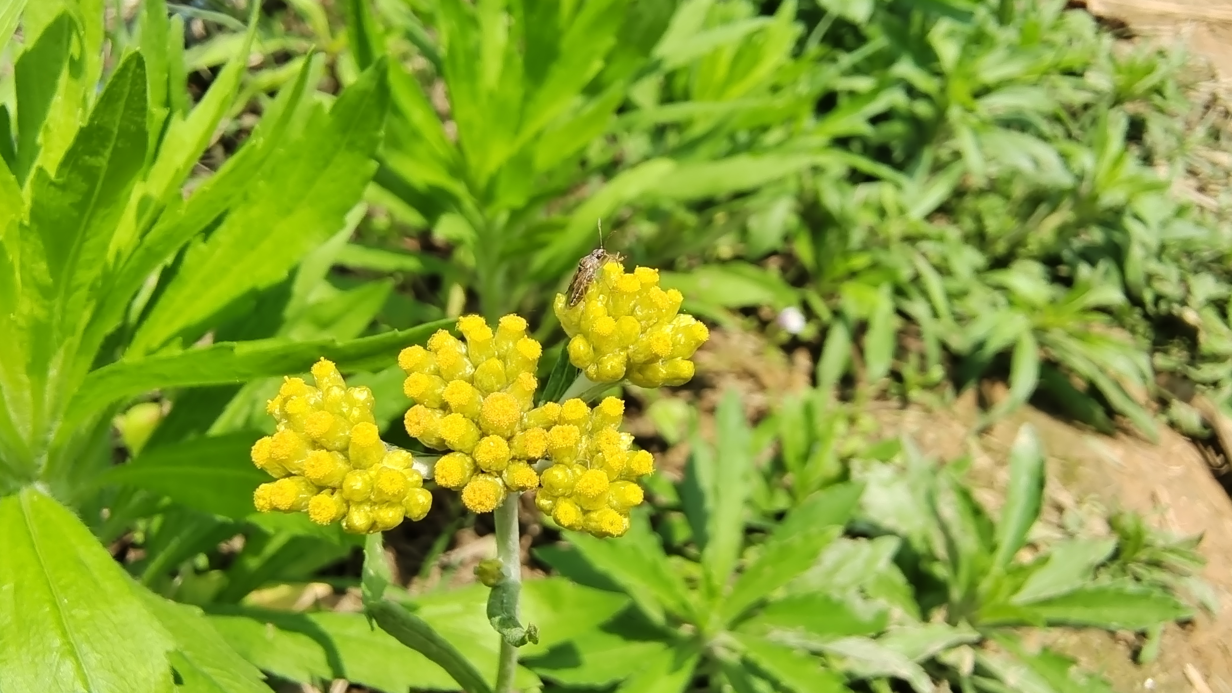 美麗吉安之賞花系列金黃的擬鼠麴草