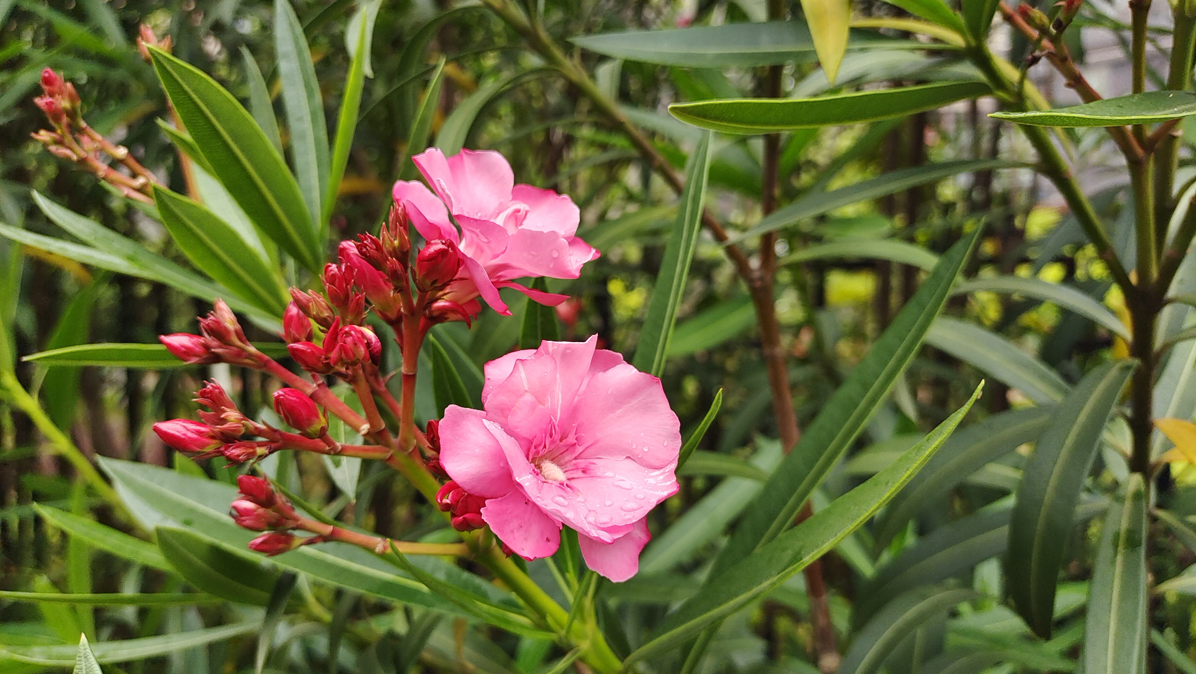 美麗吉安之賞花系列紅花夾竹桃花開滿枝頭