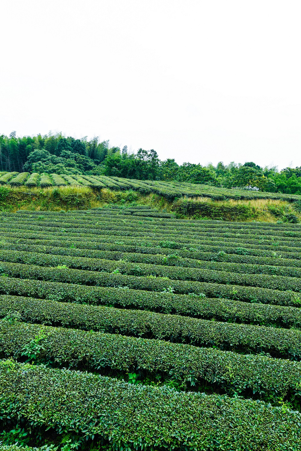 茶山竹海是几a景区图片