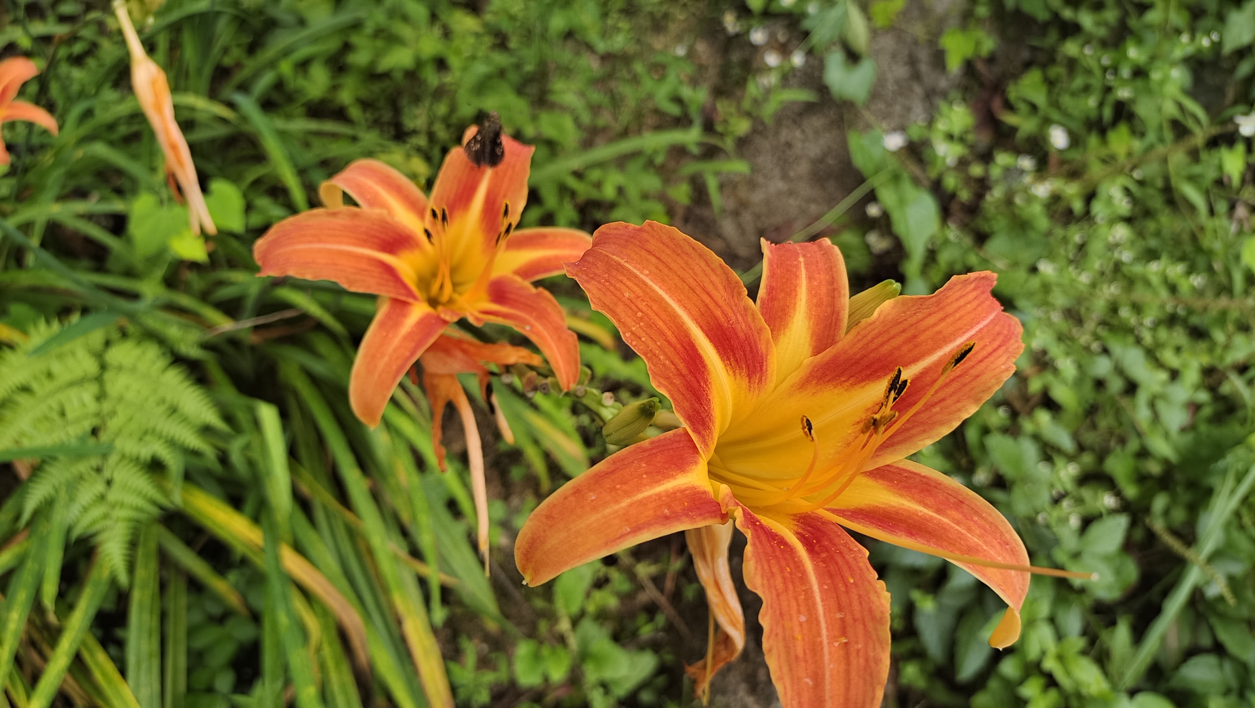 美丽吉安之赏花系列萱草花开迎盛夏