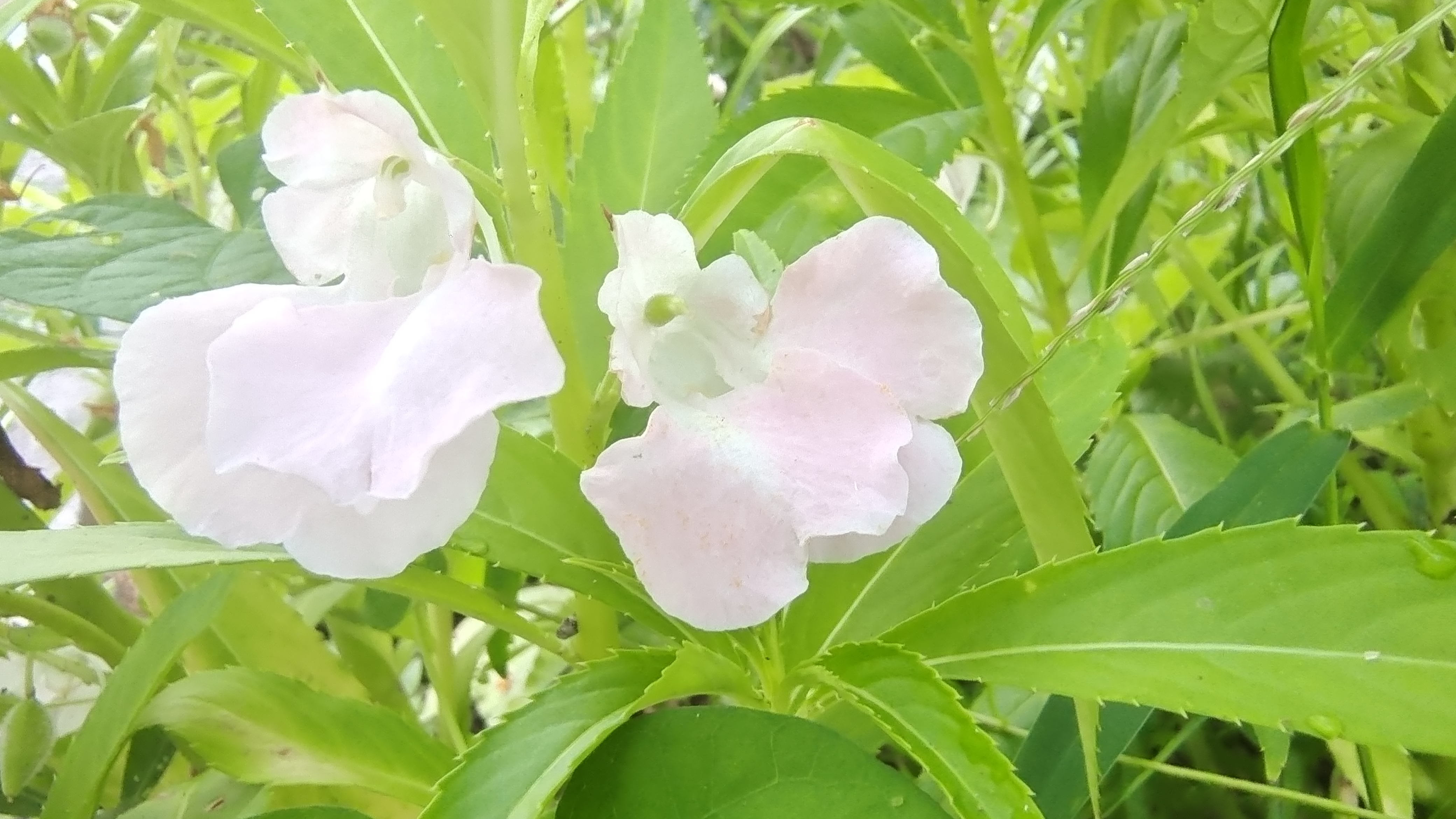 最美的凤仙花图片大全图片