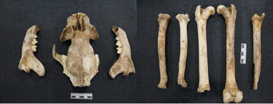 图4.出土的豹头骨和部分肢骨.jpg