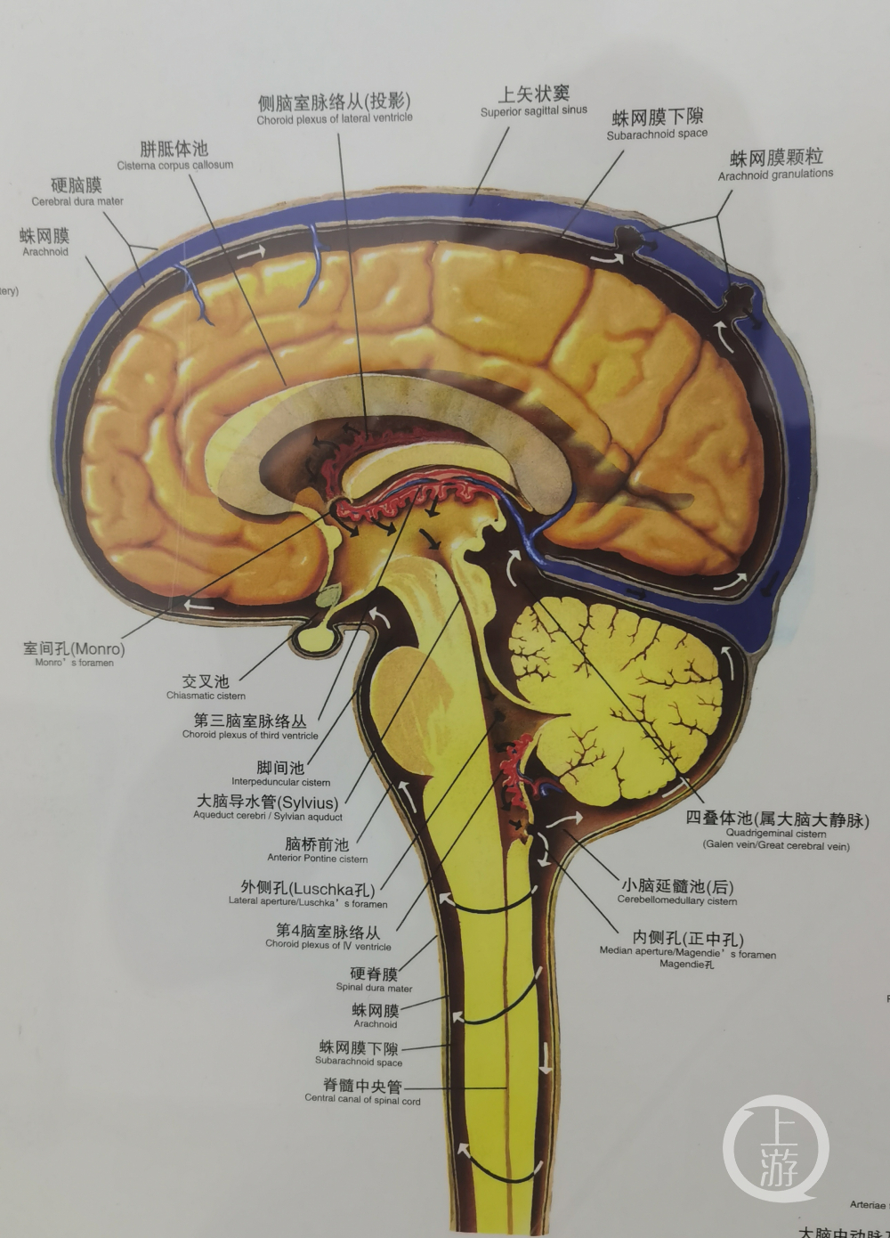 人脑结构图.jpg