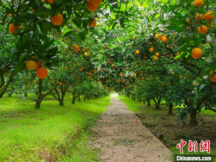 中国新闻网丨忠县建成中国首个柑橘资源储备园及科普教育基地