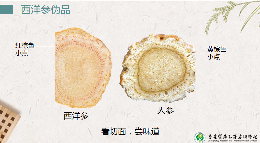 人参横切面的显微图图片