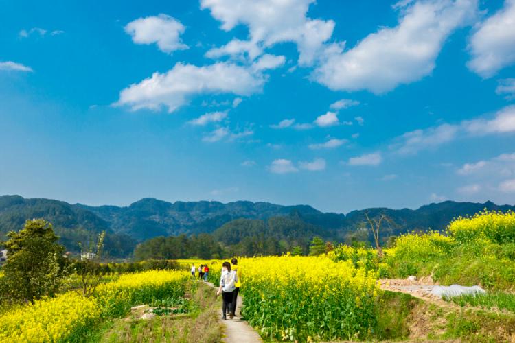 方斗山上看花海 金色石滩去探春 巴南石滩镇携手四川朗基举办六大