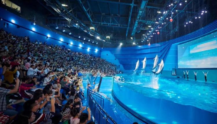 重庆融创文旅城开业倒计时9月16日海世界喜迎一对镇馆大白鲸