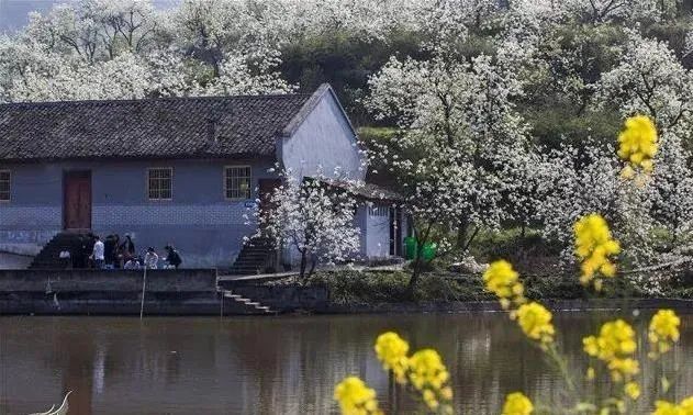 赏花季来啦 阳春三月 在重庆淋一场绝美的梨花雨 上游新闻汇聚向上的力量