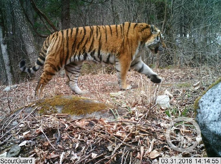 探秘東北虎豹國家公園山林頻傳虎嘯種群迎來繁殖高峰期