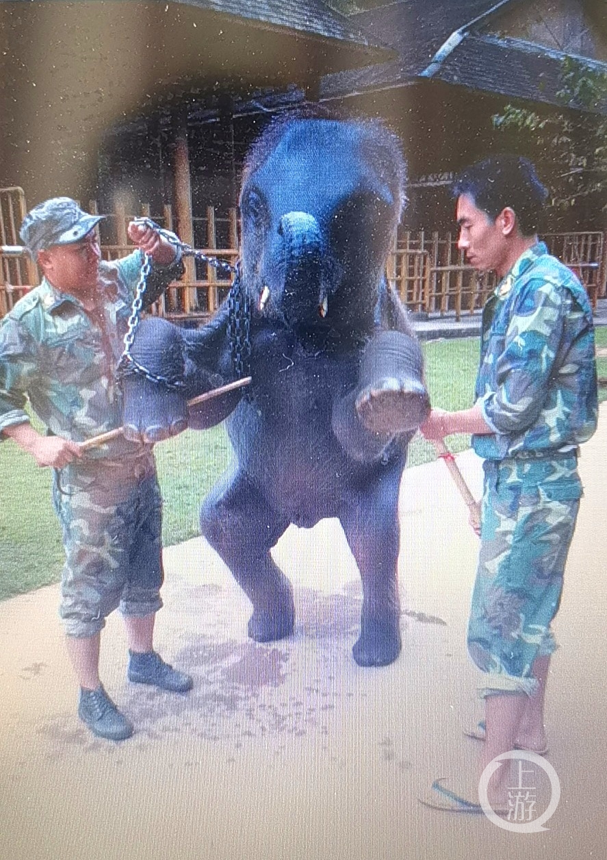 中国亚洲象繁育及救助中心被举报虐象4_看图王(1).jpg