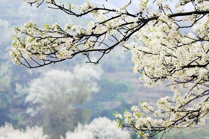 上游夜雨丨梨花曼妙舞青山 宋六梅