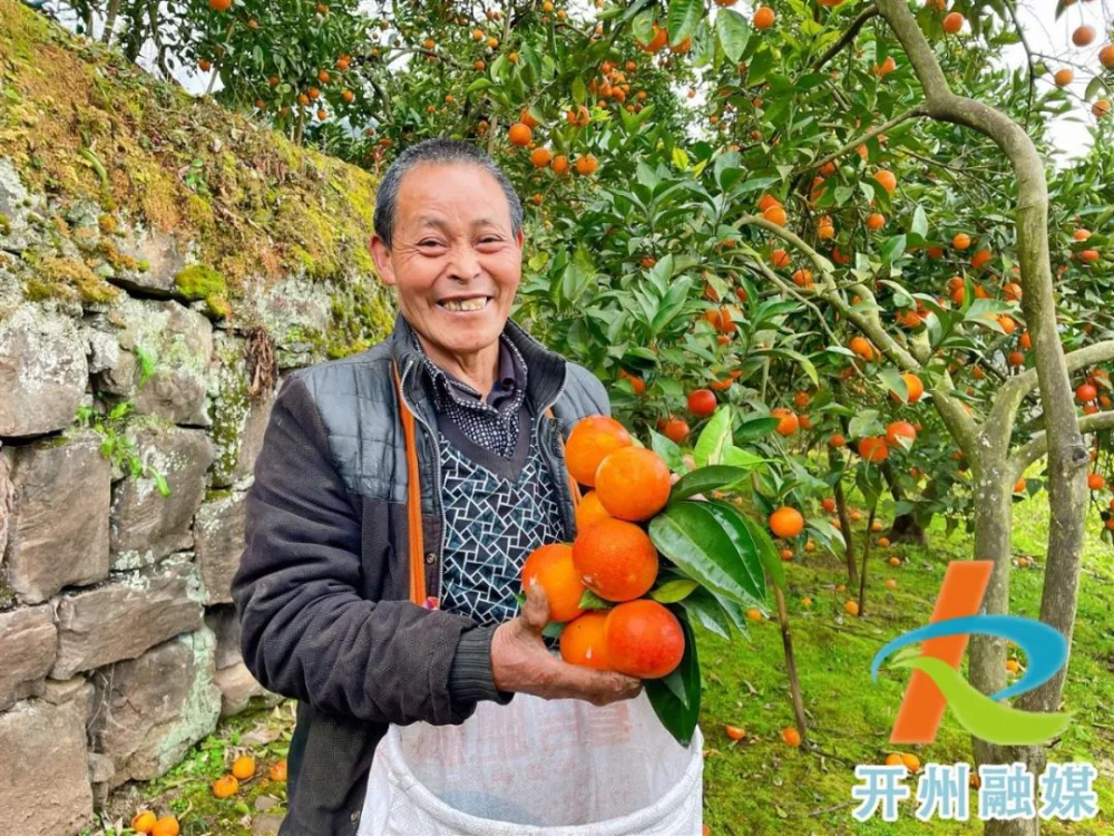 重庆血橙采摘图片