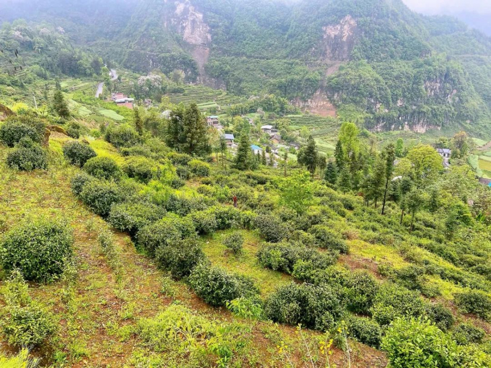 一品粥铺巫山图片