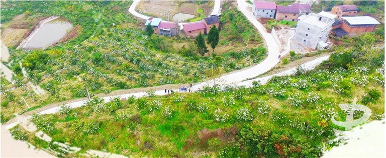 身邊事忠縣拔山鎮芋荷村種養結合產業豐