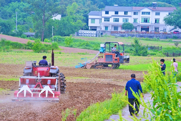 種植現場 記者 何雨 攝日前,在江津區永興鎮黃莊村江小白高粱產業園